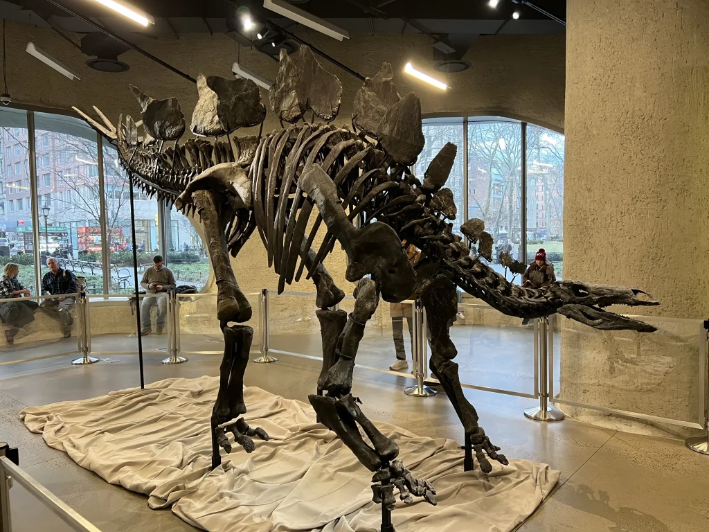 Esqueleto completo del Stegosaurus “Apex” exhibido tras su venta récord en subasta pública en 2024.