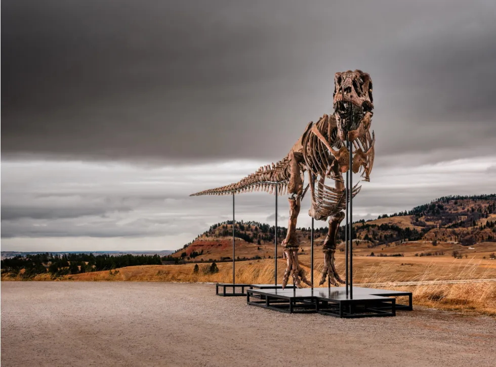 Esqueleto del Tyrannosaurus rex "Gus" exhibido al aire libre, el fósil más caro vendido en una subasta pública tras alcanzar US$50.1 millones en 2026.